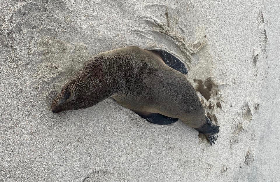 What to do if you see a beached seal in Cape Town