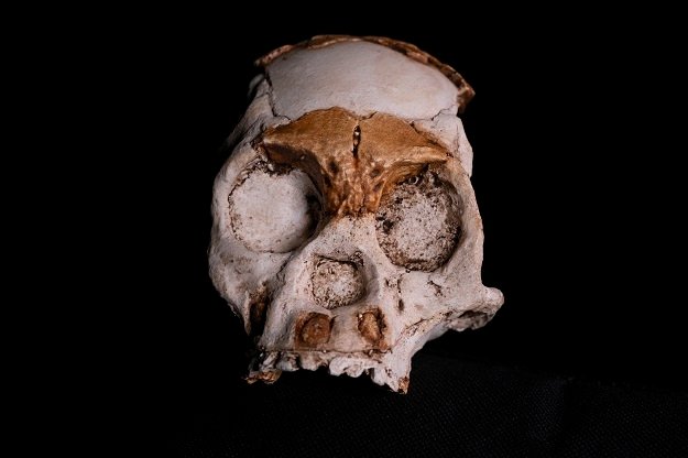 Hidden for 250 000 years - Homo naledi child remains spark mystery