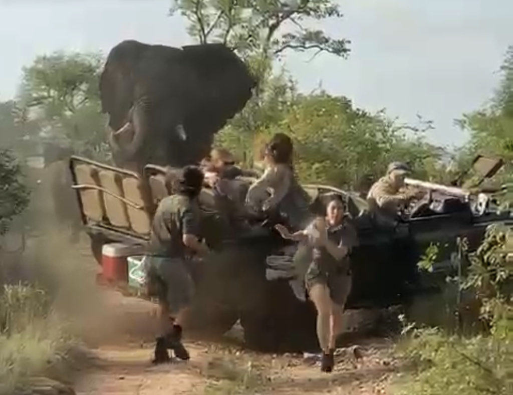 WATCH: Footage of elephant ramming safari vehicle goes viral