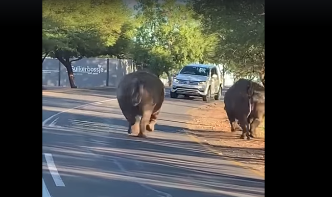 WATCH: Two rhinos casually roam the streets after leaving local wildlife centre