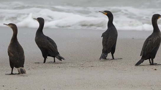 21172 birds have died of avian flu in the Western Cape since November