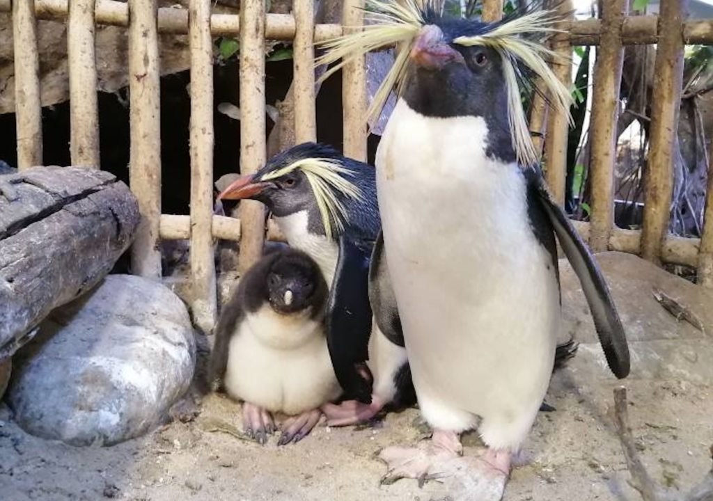 Rockhopper penguin chick 'Codi' maturing fast at the Two Oceans Aquarium