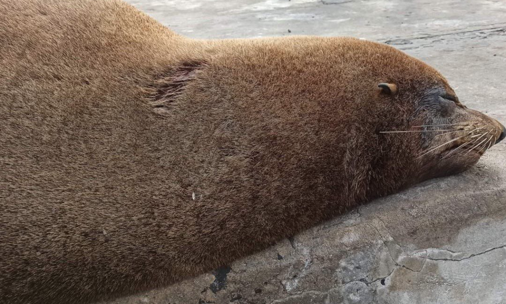 Well-known Hout Bay seal euthanized after health condition deteriorated