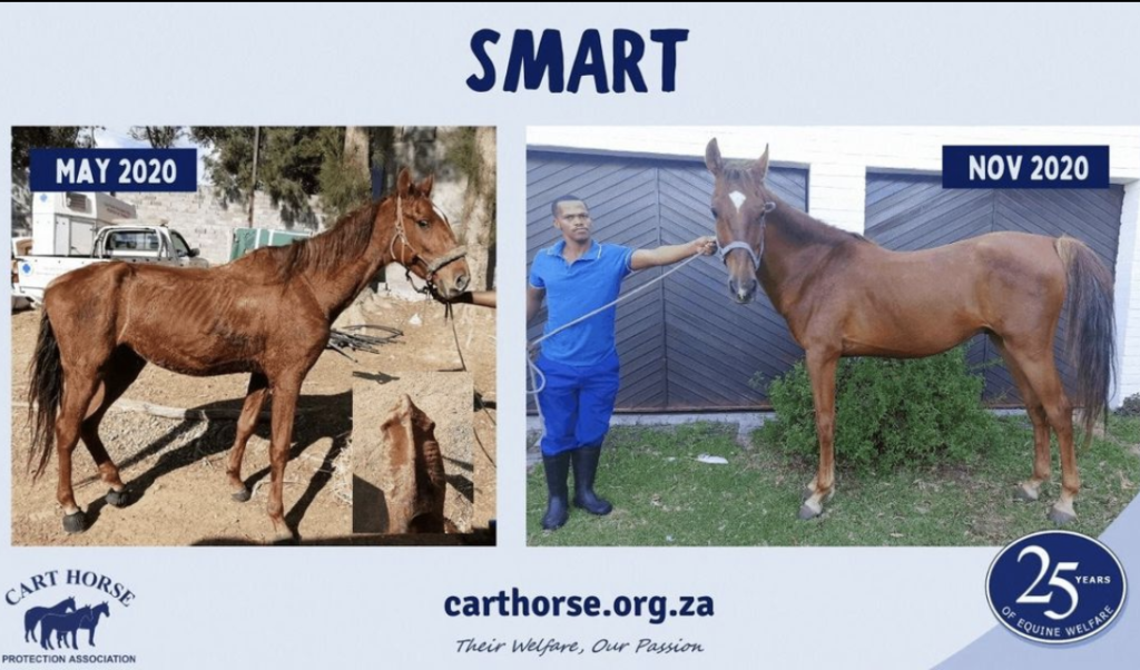 How you can help save Cape Town's horses in need