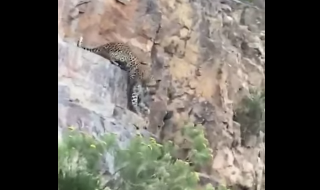 WATCH: Local captures footage of a Cape leopard with a kill in Tulbagh
