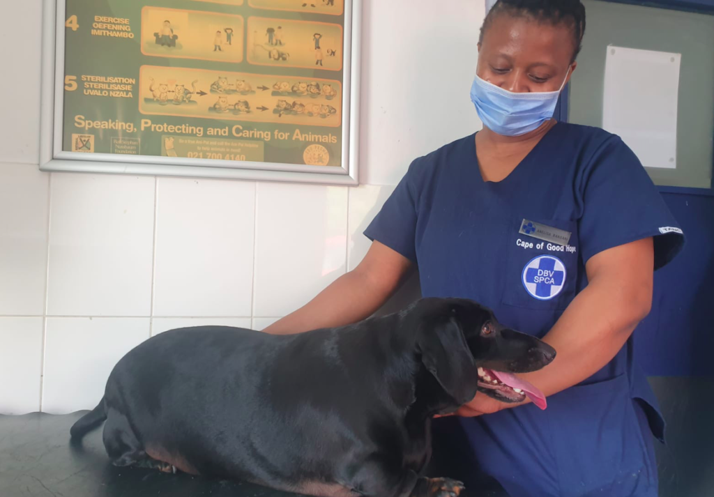 Cape of Good Hope SPCA helps a 22kg Dachshund