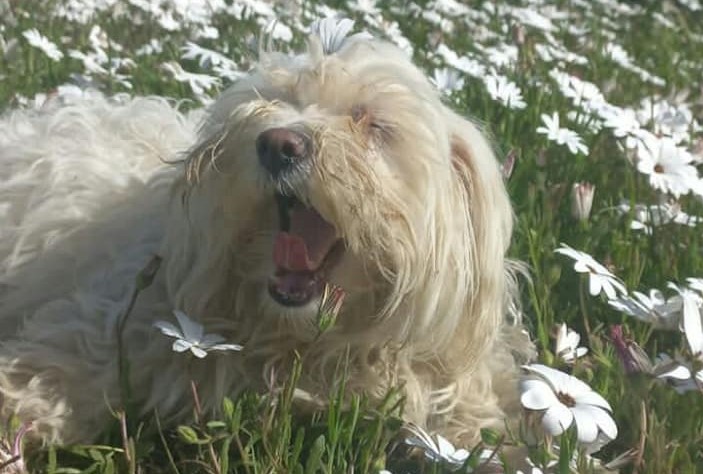 Maltese Poodle faces a painful thorny problem while on a walk with owner
