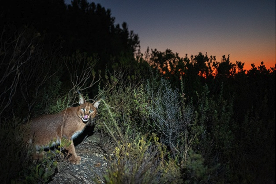 Cape Town Caracals get a feature in National Geographic!