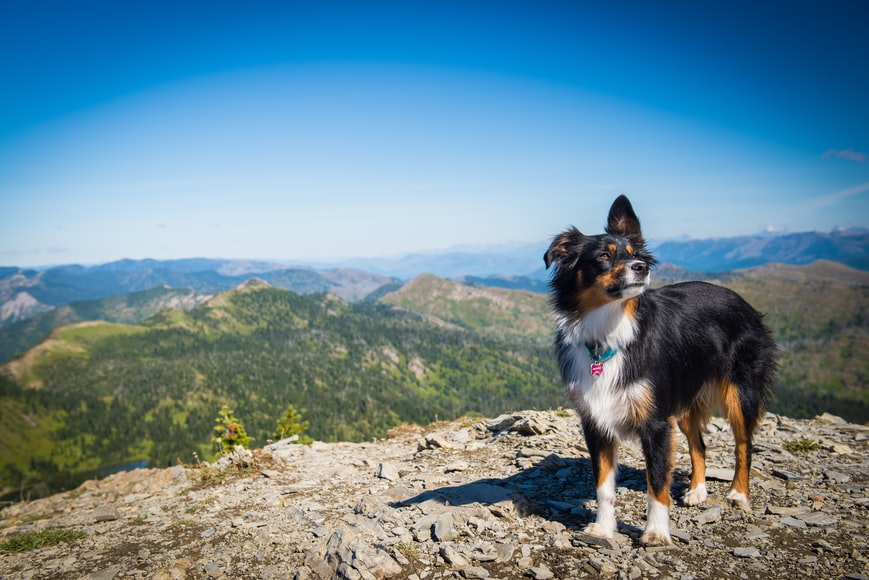 Dog-friendly hiking trails for your next adventure in Cape Town