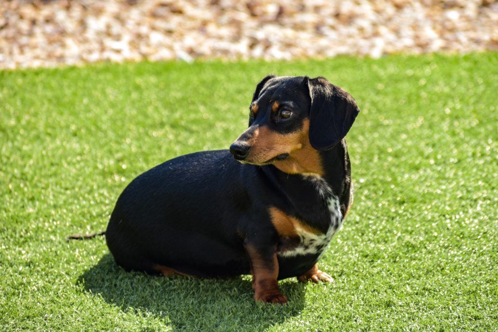 Dachshund, Lizzy suffers with mammary tumor - AWS SA