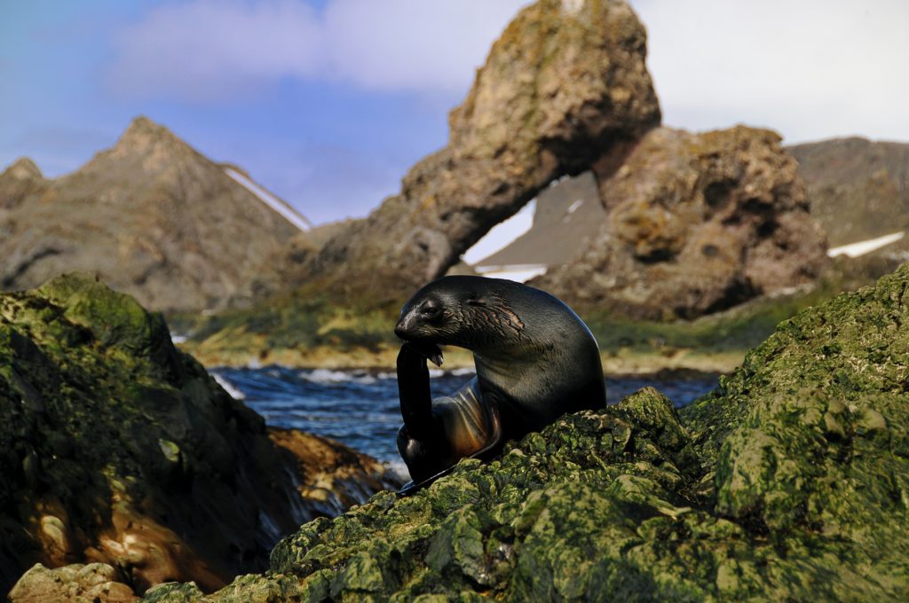 cape fur seals death