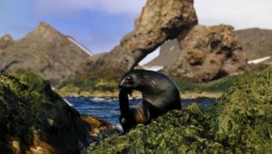 cape fur seals death