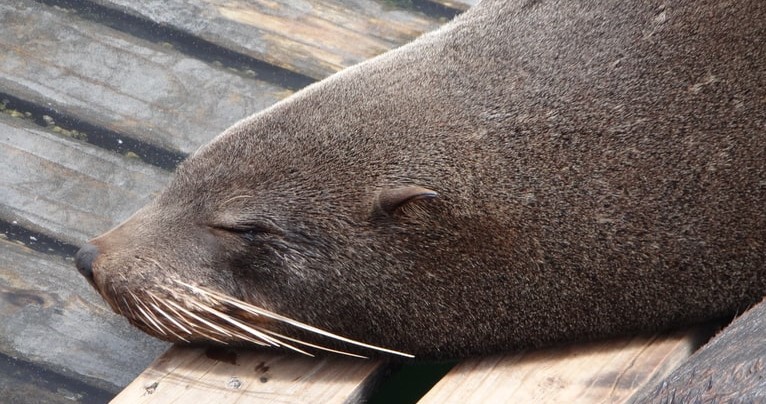 Seal darting research shows progress as a new tool for helping Cape fur seals