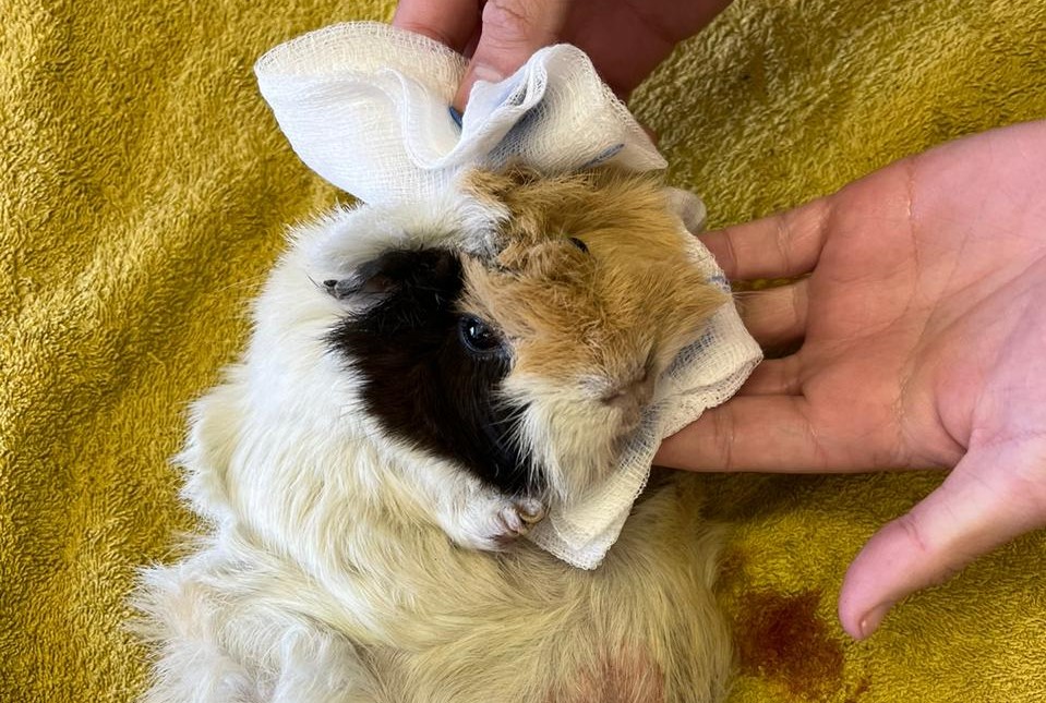 Guinea pig could barely walk due to long toenails and necrotic hole in belly
