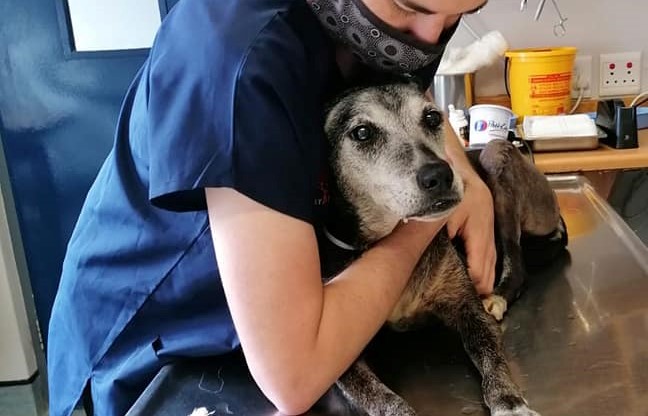 The best Christmas present - 18-year-old dog survives surgery
