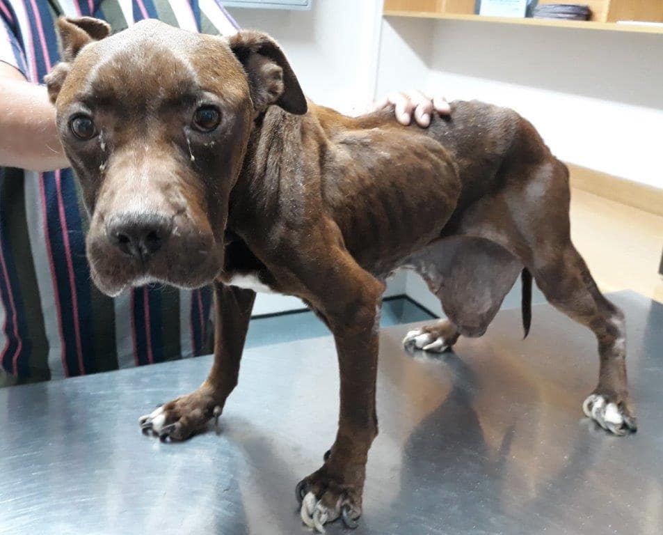 Animal cruelty knows no boundaries - This is Coco's story