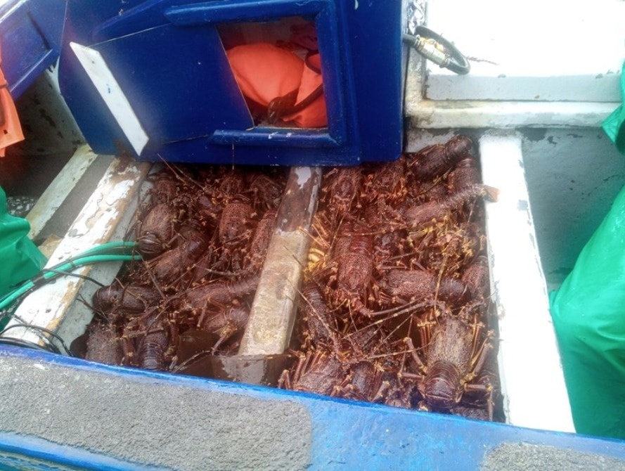 SEAM Team bust poachers for illegally harvesting West Coast Rock Lobster