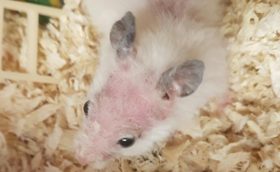 AWS SA makes a big difference in the life of a tiny hamster