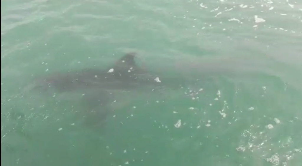 Great white Christmas? Shark Spottings around False Bay warn beach goers to be cautious