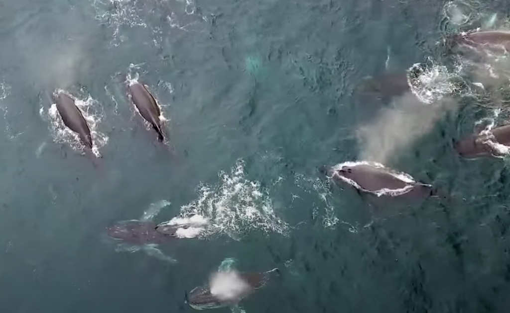 WATCH: A pod of 50+ Humpback whales off the coast of Cape Town