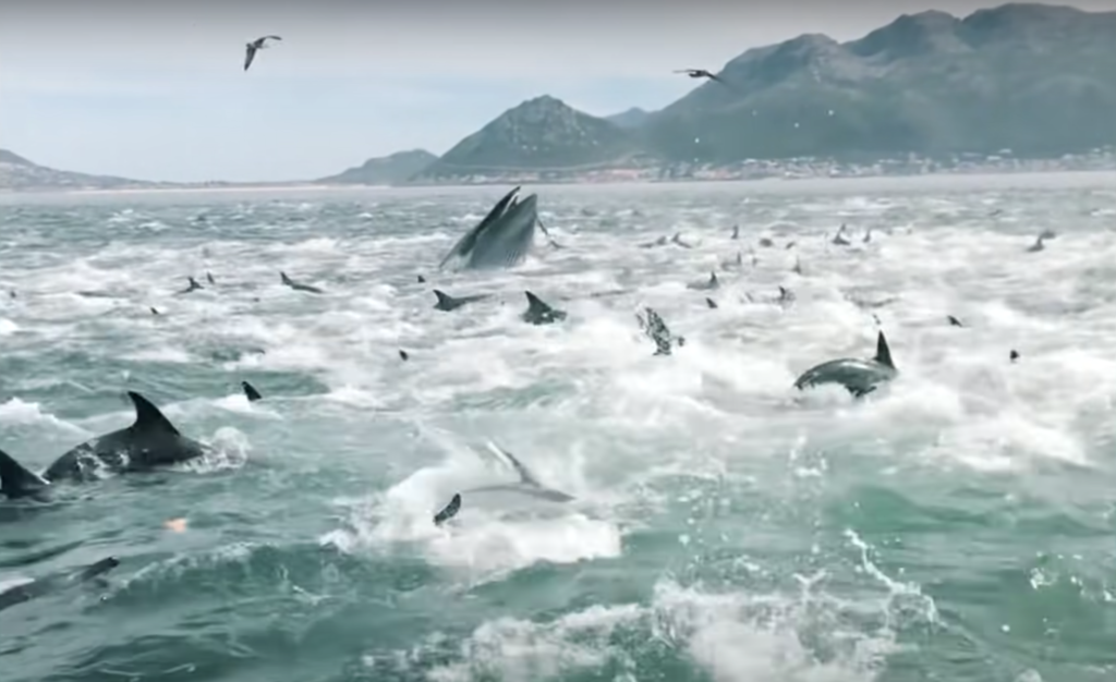 WATCH: Two videos of Cape Town's abundant ocean life go viral