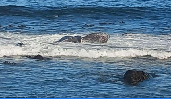 Whale carcass spotted on the rocks at Sea Point Promenade
