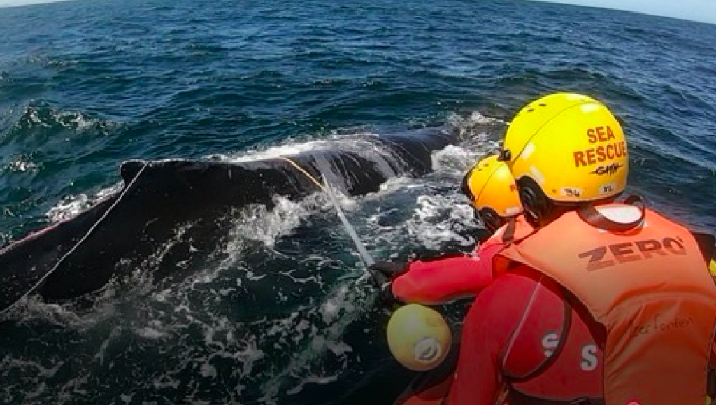 Humpback whale rescued after becoming entangled in fishing rope
