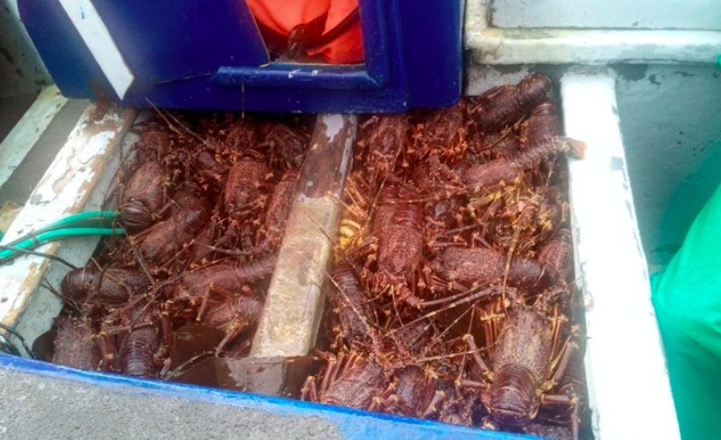 Poachers caught with dozens of West Coast Rock Lobster at Table Mountain