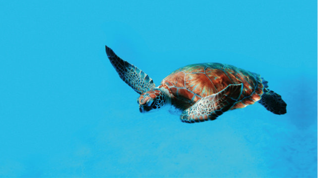 Two Oceans Foundation returns 69 rehabilitated sea turtles to the ocean