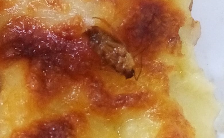 Look! Cape Town woman had a cockroach in her pizza