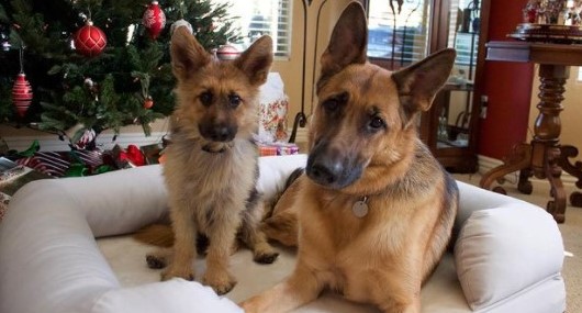 German Shepherd's pituitary dwarfism means he'll look like a puppy forever