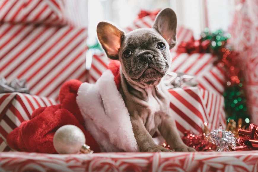 Should pets also receive gifts on Christmas?