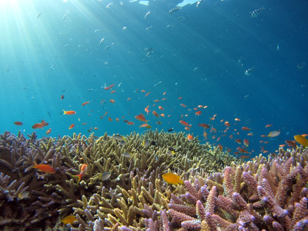 Western Indian Ocean coral reefs are at risk of extinction in 50 years