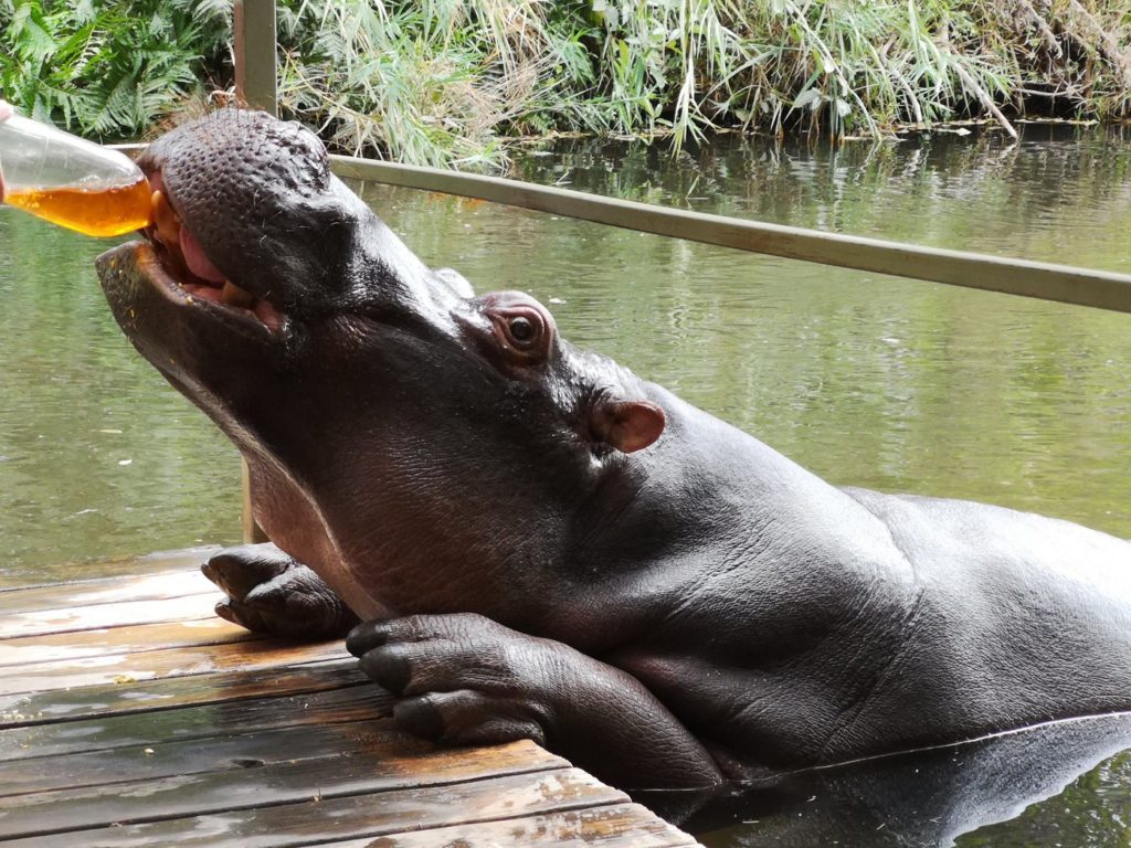 Woman claims hippo threw her around "like a rag doll", cousin left clutching intestines