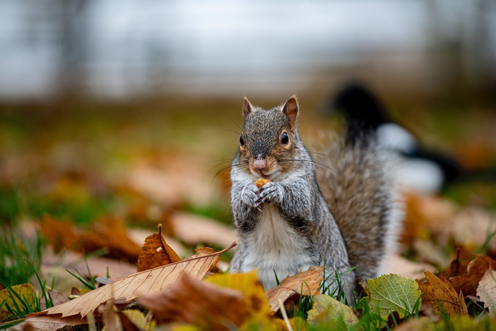 Grinch squirrel attacks 18 residents over Christmas