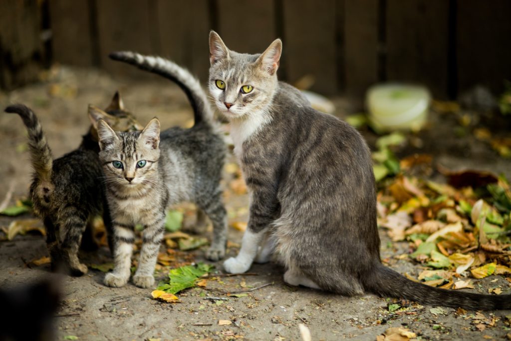 The forgotten cats of Cape Town - Here's how you could make a difference