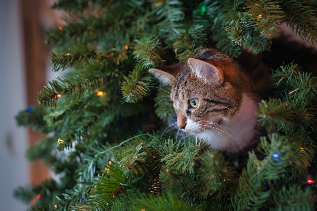 How to cat-proof your Christmas tree