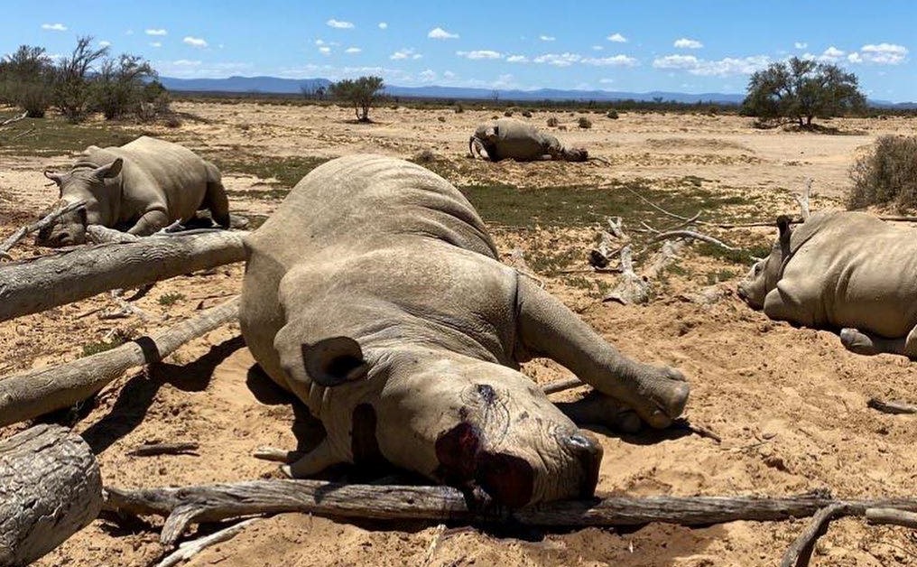 24 rhino carcasses have been found in SA since the start of December