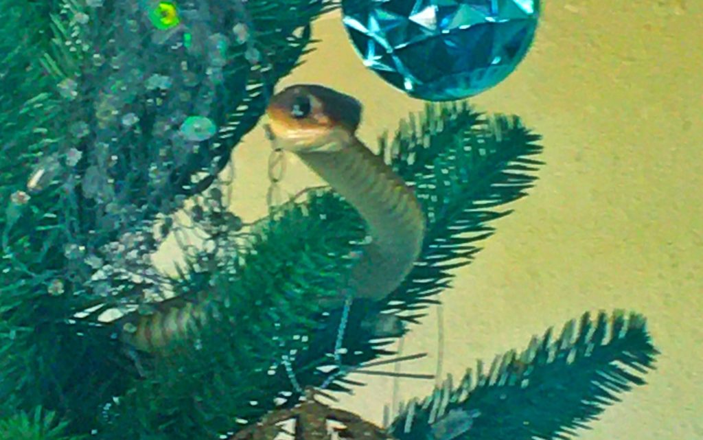 WATCH: The tinsel is alive? Boomslang found in Christmas tree 
