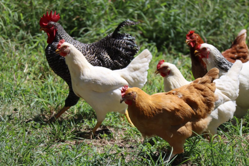 South Africans can expect to pay more for their chicken in 2022