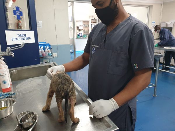 Cape of Good Hope SPCA starts off the new year with animals in distress
