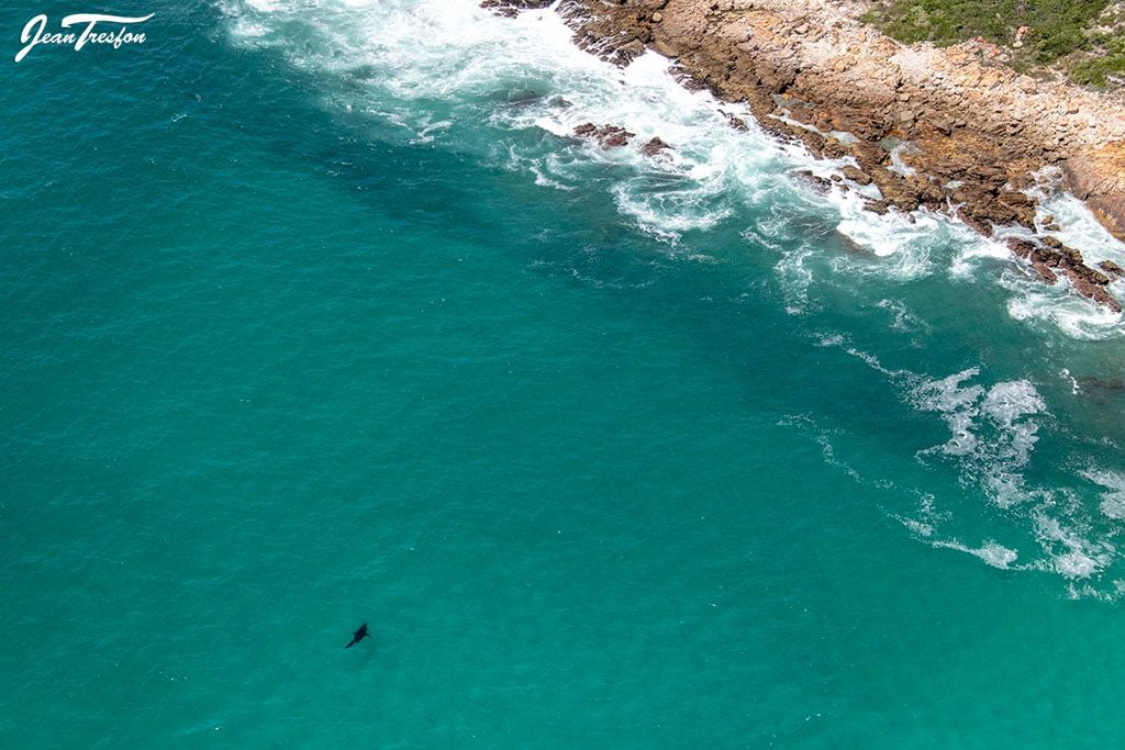 Look! Cape Town photographer captures the "biggest great white shark I have ever seen"