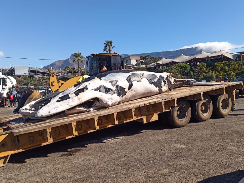 WATCH: Whale carcass found at Clifton towed and extracted at Oceana Power Boat Club