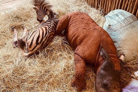 Friendship comes in all shapes and sizes - Rhino calf and zebra foal become best friends
