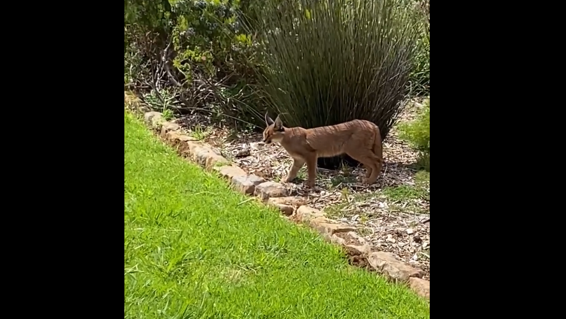 WATCH: CT's famous Caracal kittens were spotted and they have grown