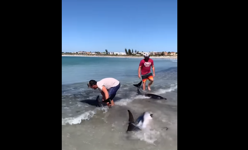 WATCH: Cape Town trio rescues beached Dusky dolphins