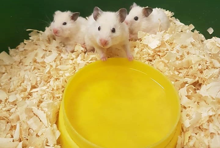 Animal Welfare Society of SA rescues a Hanover Park hamster horde