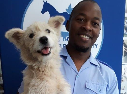 Abandoned dog rescued during Cape Town's extreme heatwave