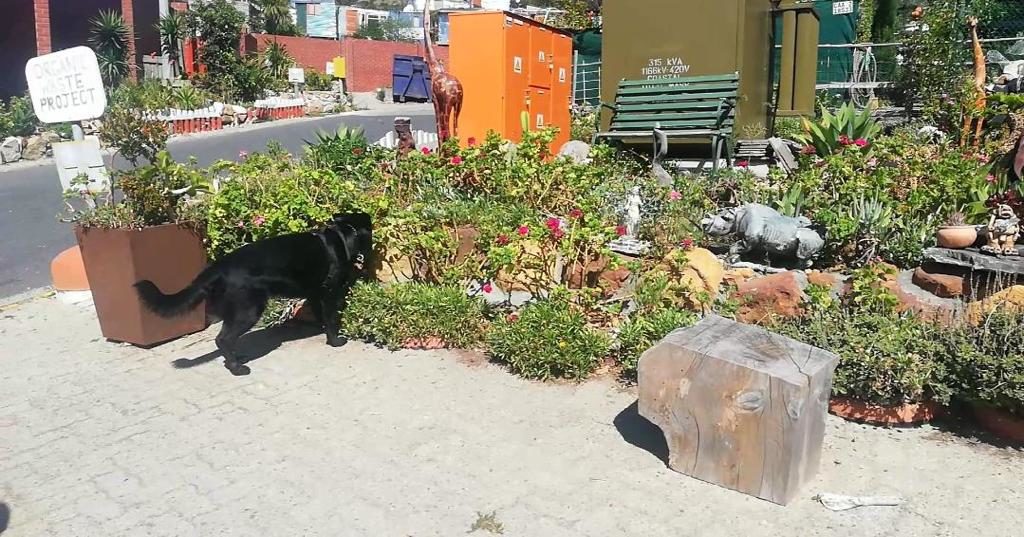 Sniffer dog, Architta helps Cape Town police find an explosive device