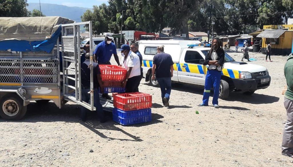 SPCA confiscates a substantial amount of chickens in Masiphumelele